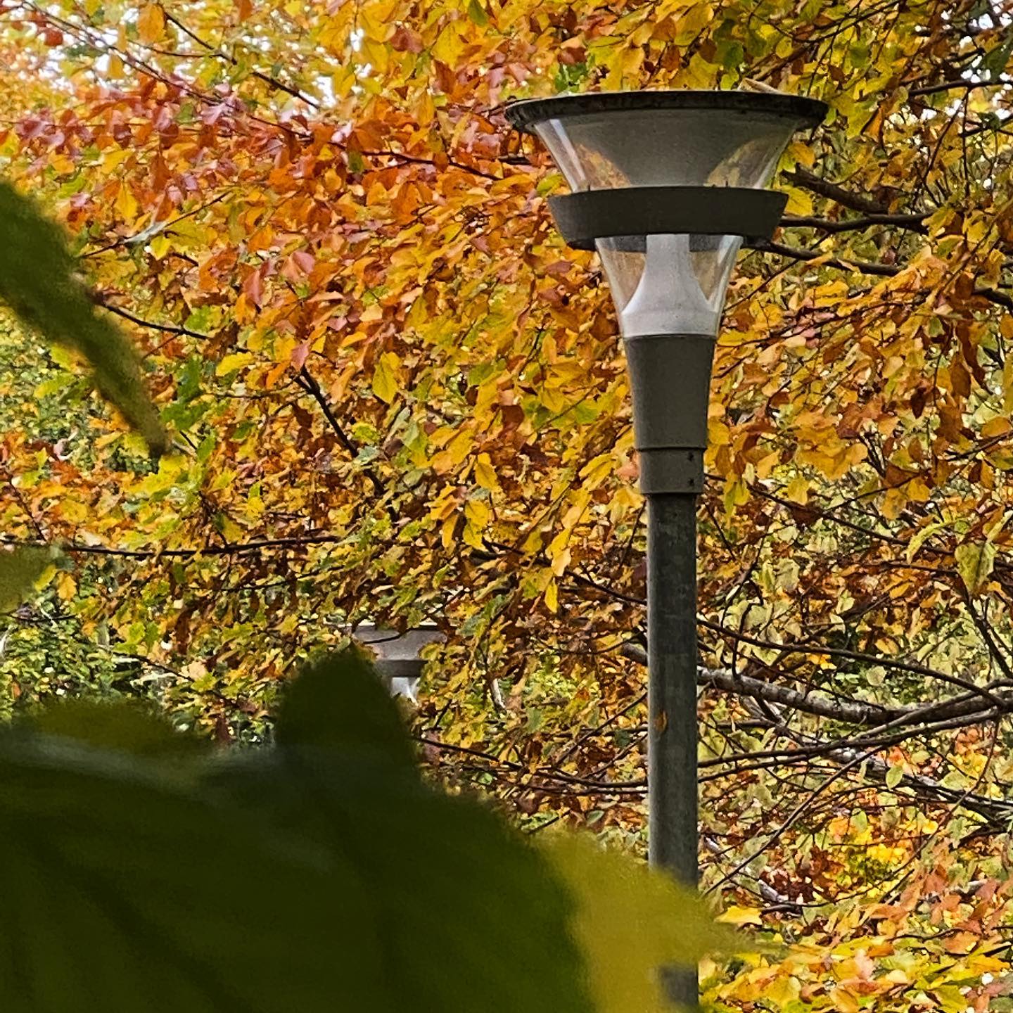 Full outdoor shot of a street light amidst autumn foliage. The street light is a matte gray metal pole with a conical, light gray metal shade. The shade has a circular, slightly recessed top and a smaller ring just below it. The trees are full of vibrant autumn leaves in shades of orange, yellow, and some hints of brown. The leaves are densely packed on the branches, creating a beautiful autumnal scene.